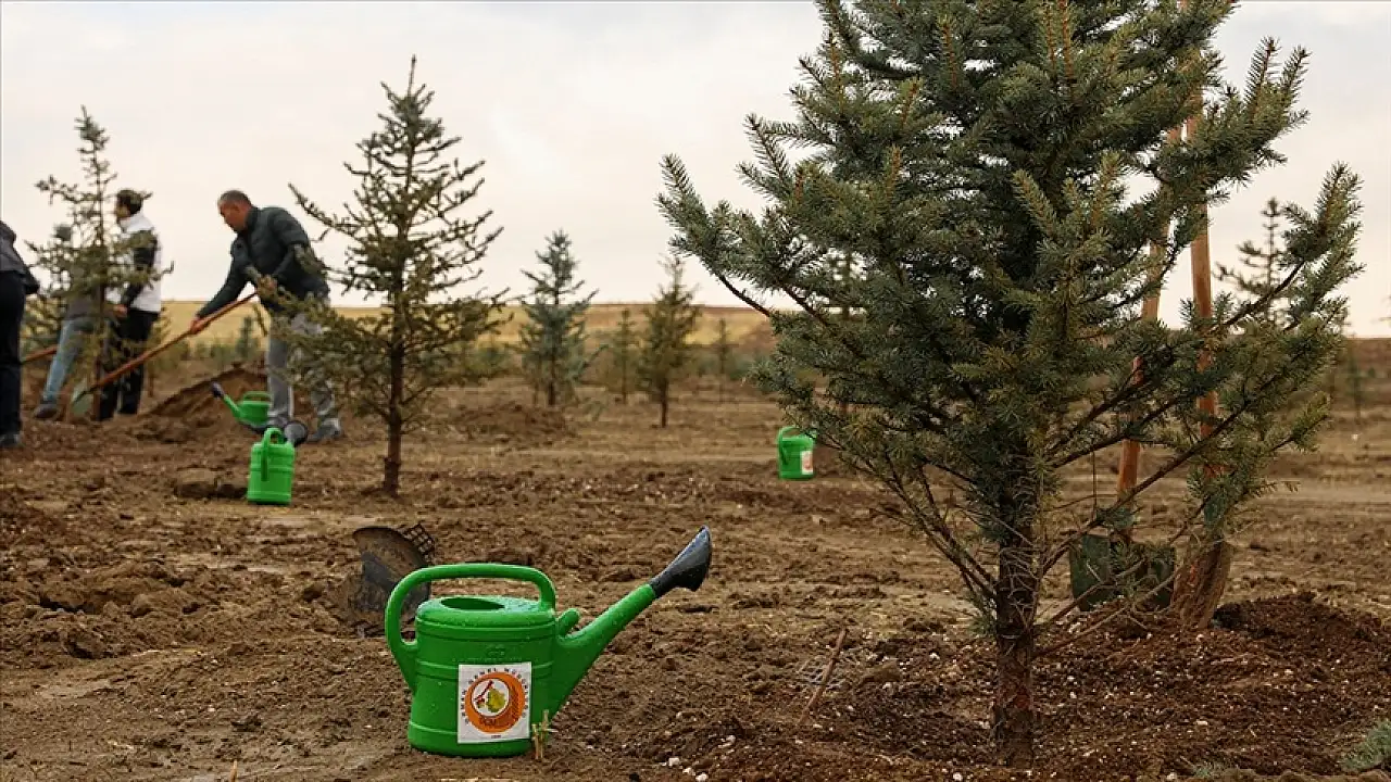 Kayseri'nin Yeşil Geleceği İçin Dev Adım: 56 Kalem Ağaç Fidesi İhalesi Başladı