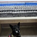 Kayseri’de Jandarmadan Kaçakçılık Darbesi: Dedektör Köpek 1008 Paket Bandrolsüz Sigara Yakalattı