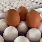 Yumurta Üreticileri “Mayıs Çukuru”nu Erken Yaşarken, İhracat Kotası Artışı Sektöre Nefes Aldırdı