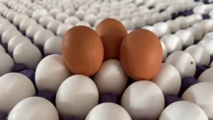 Yumurta Üreticileri "Mayıs Çukuru"nu Erken Yaşarken, İhracat Kotası Artışı Sektöre Nefes Aldırdı