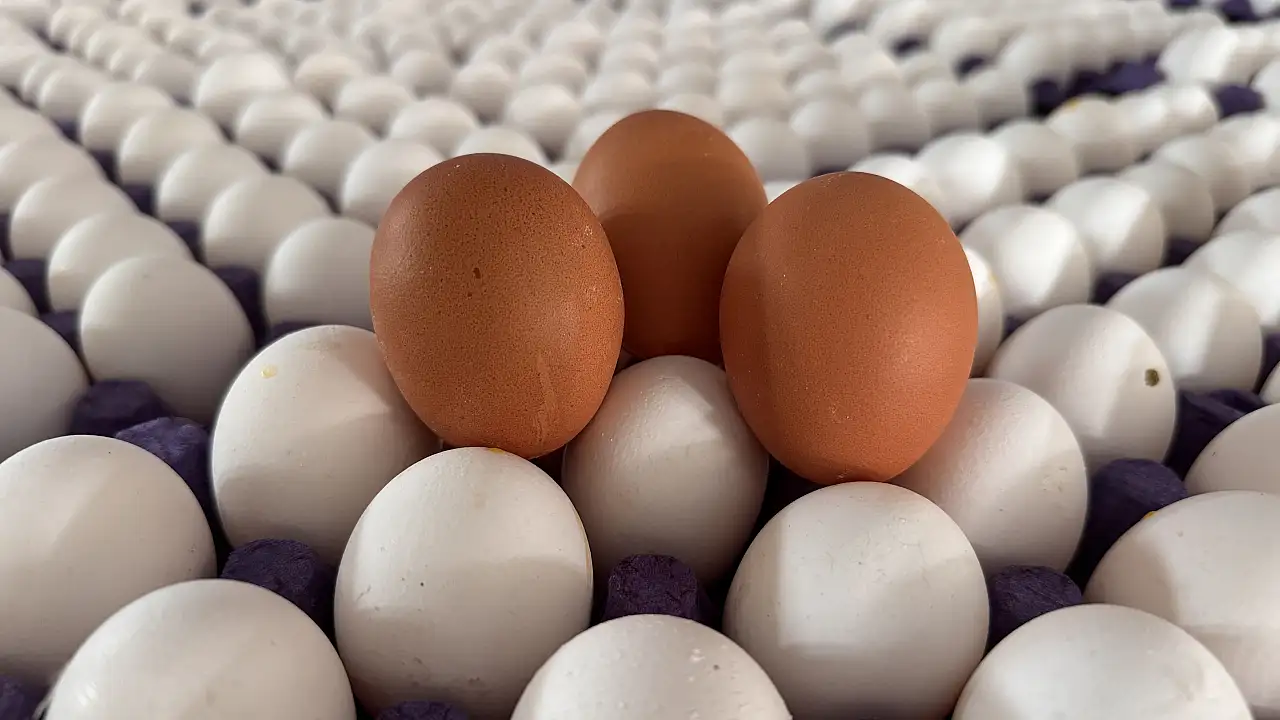 Yumurta Üreticileri "Mayıs Çukuru"nu Erken Yaşarken, İhracat Kotası Artışı Sektöre Nefes Aldırdı