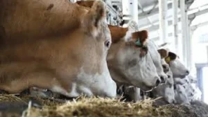 Çiftçilere Can Suyu: 350 Milyon TL’lik Tarımsal Destek Hesaplarda