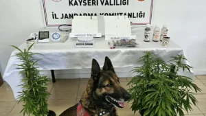 Kayseri’de Evde Kurulan Uyuşturucu Serası Jandarma Operasyonuyla Çökertildi