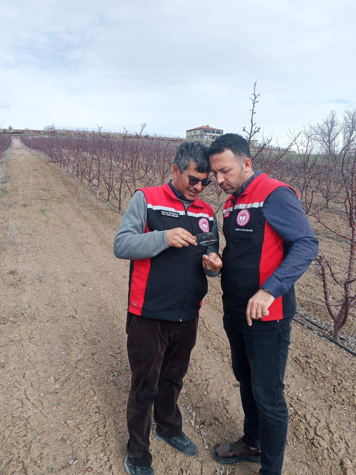 Kayseri Tomarza'da Zirai Don Riskine Karşı Tarla Denetimleri Aralıksız Sürüyor