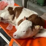 Gelişen Veteriner Cerrahi: Çiftlik Hayvanlarının Sağlığı ve Refahında Yeni Ufuklar