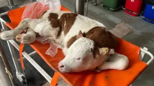 Gelişen Veteriner Cerrahi: Çiftlik Hayvanlarının Sağlığı ve Refahında Yeni Ufuklar