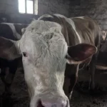 Kayseri’de 1 Tonluk Kurbanlık ‘Kocaoğlan’ 400 Bin TL’ye Yeni Sahibini Bekliyor