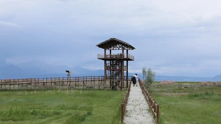 Kayseri Sultan Sazlığı Kuraklık Sonrası Canlandı: 301 Kuş Türüne Ev Sahipliği Yeniden Başladı