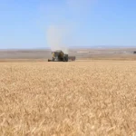 TMO’dan Hububat Üreticisine Müjde: 2026 Ürünü Buğday ve Arpa Alım Fiyatları Açıklandı