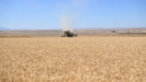 TMO’dan Hububat Üreticisine Müjde: 2026 Ürünü Buğday ve Arpa Alım Fiyatları Açıklandı