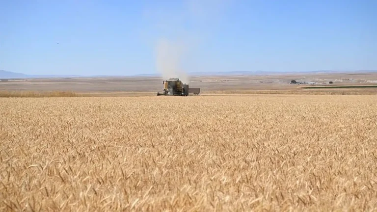 TMO’dan Hububat Üreticisine Müjde: 2026 Ürünü Buğday ve Arpa Alım Fiyatları Açıklandı