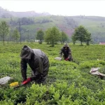 1905’ten Gelen Miras Son Buldu: Köklü Çay Markası Tirebolu 42 İflas Etti, Tasfiye Süreci Başladı