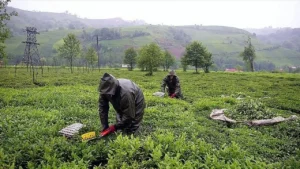 1905'ten Gelen Miras Son Buldu: Köklü Çay Markası Tirebolu 42 İflas Etti, Tasfiye Süreci Başladı