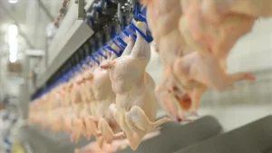 Beyaz Et Sektöründeki Soruşturmada Yeni Gelişme: Banvit'e TMSF Kayyım Atandı