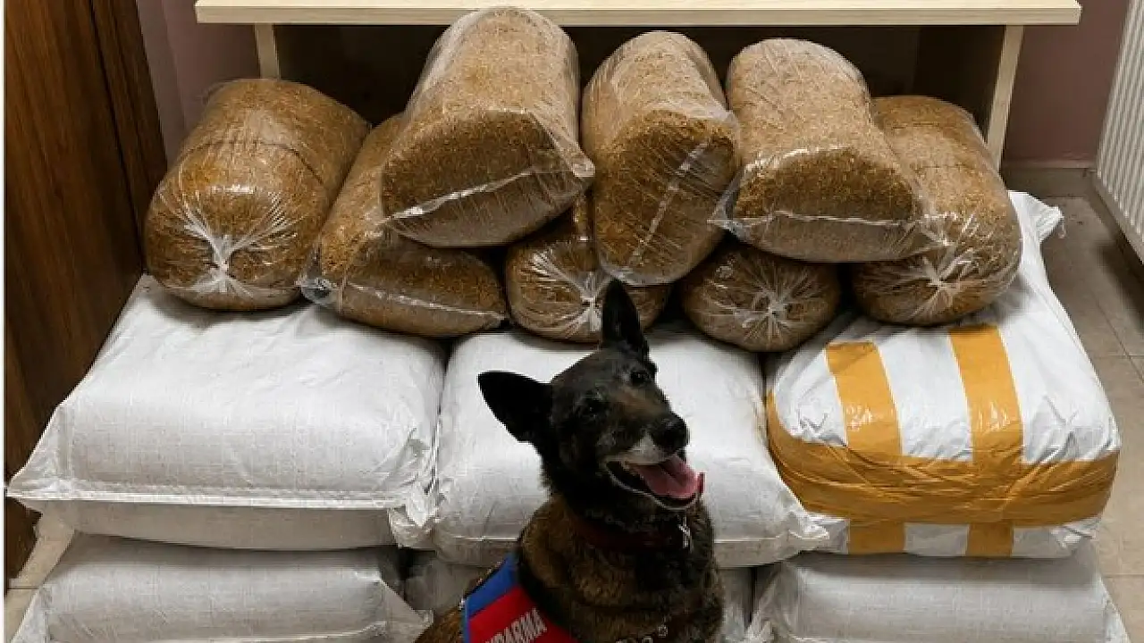 Kayseri'de Narkotik Köpeği Destekli Jandarma Operasyonu: Kaçakçılığa Çifte Darbe